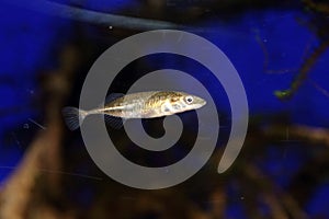 Ninespine stickleback