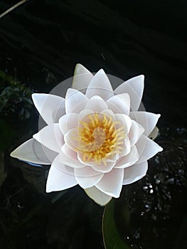 Ninfea koipond pond flower