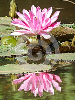 Ninfeia nymphaea aquatic plant Nymphaeaceae family typical