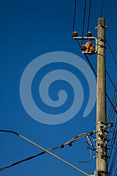 Ninho de joao de barro