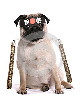 Ninja karate pug