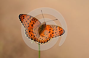 The Niobe fritillary butterfly or Argynnis niobe , butterflies of Iran