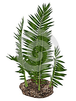 Nipa burtinii prehistoric plant - 3D render