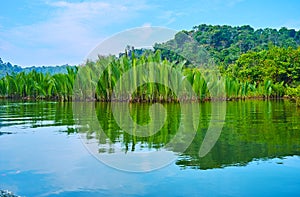 Nipa forest, Kangy river, Myanmar