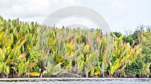 Nipa / mangrove palm / Nypa fruticans trees
