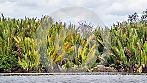 Nipa / mangrove palm / Nypa fruticans trees