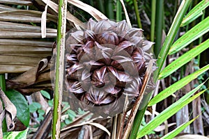 Nipa palm(atap) is ready to harvest