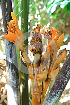 Nipa palm flower