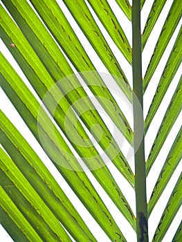 Nipa palm foliage