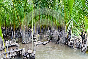 Nipa palm forest