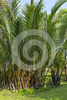 Nipa Palm in mangrove forest