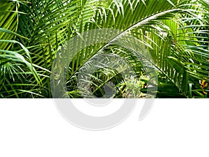 Nipa Palm (Nypa fruticans Wurmb), mangrove plant, Asia.