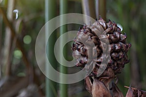 Nipa palm or Nypa fruticans wurmb on tree in the garden on blur nature background.