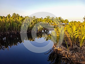 Nipah & x28;Nypa fruticans& x29; is a type of palm-shaped mangrove plant that generally grows in mangrove forest environments