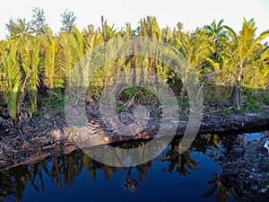 Nipah & x28;Nypa fruticans& x29; is a type of palm-shaped mangrove plant that generally grows in mangrove forest environments