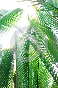 Nipah palm tree or leaf
