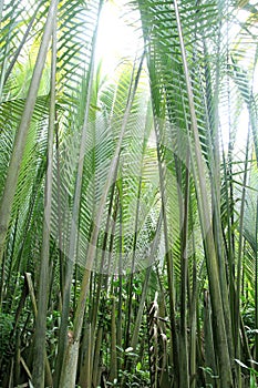 Nipah palm tree or leaf