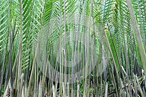 Nipah palm tree or leaf