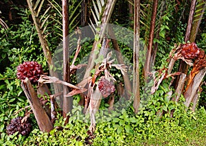 Nipah palms and fruit in the wilds