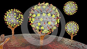 Nipah virus attaching receptors on human cells, a newly emerging bat-borne virus