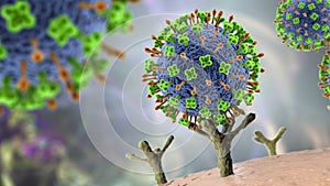 Nipah virus attaching receptors on human cells, a newly emerging bat-borne virus