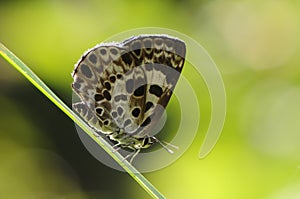 Niphanda fusca/ butterfly on twig