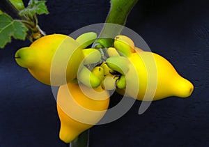 Nipple Fruit photo