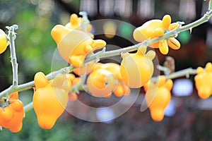 Nipple Fruit or fancy eggplant or Solanum mammosum plants have many spines, fruits with yellow nipples, fruits with tumors. The