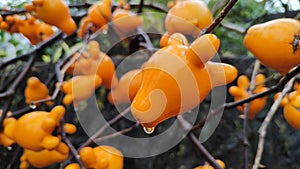 Nipple-fruit & x28;Solanum mammosum& x29;