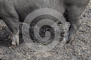 Nipples of a lactating black wild pig close up. motherhood and upbringing of children photo