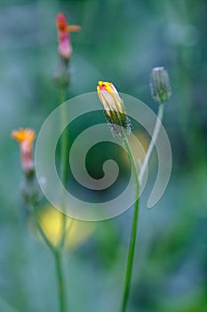 Nipplewort