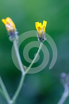 Nipplewort