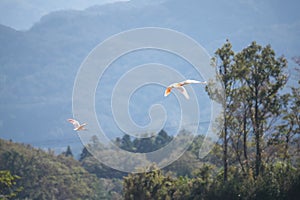 Nipponia nippon or Japanese Crested Ibis or Toki, once extinct animal from Japan, flying on blue s