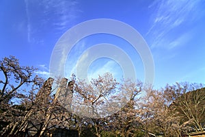 Nirayama reverberatory furnaces and cherry blossoms