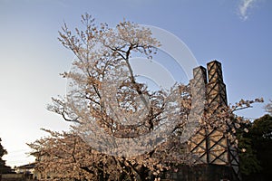 Nirayama reverberatory furnaces and cherry blossoms