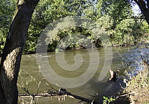 Nisava River and wild life photo