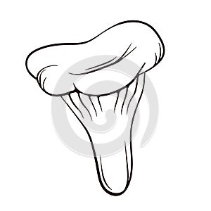 Niscalo mushroom in line art style. Saffron Milk Cap mushroom hand drawn. Vector illustration isoltaed on a white