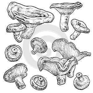 Niscalo mushrooms set. Vector illustration of mushrooms on white background.