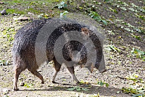 Nise pig Chacoan peccary, Catagonus wagneri