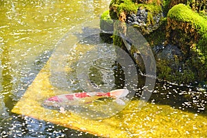 Nishikigoi and cherry blossom petals