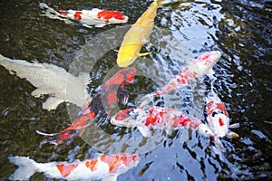 Nishikigoi, Japanese ornamental fish