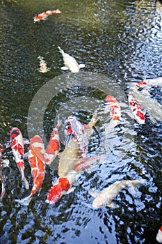 Nishikigoi, Japanese ornamental fish