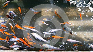 Nishikigoi orange freshwater ornamental fish river pond. Asian koi cultivation pond.