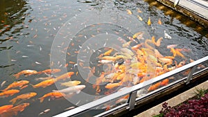 Nishikigoi orange freshwater ornamental fish river pond. Asian koi cultivation pond.