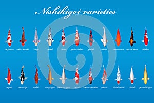 Nishikigoi varieties