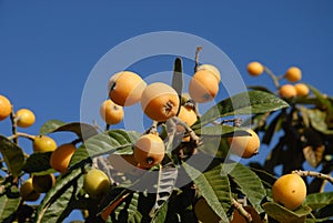 Nispero fruits on tree against blue sky