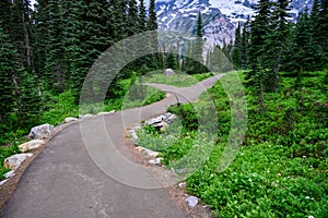 Nisqually Vista Trail through an alpine meadow and woods, Paradise area at Mt. Rainier national park