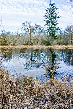 Nisqually Wetlands Reflecions 2