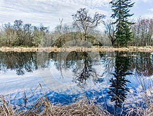 Nisqually Wetlands Reflecions 3