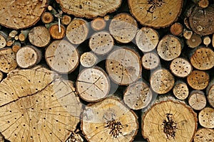 Nist assistance for wild bees